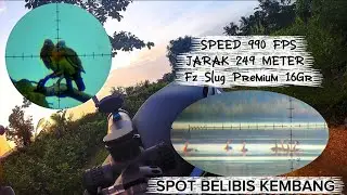 🔴 FULL BELIBIS KEMBANG ‼️ Jarak Terjauh 249, 150, 130 Long range 