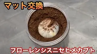 マット交換　フローレンシスニセヒメカブト