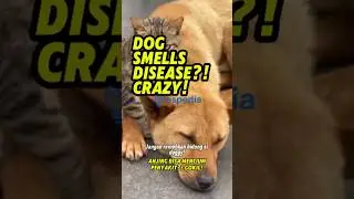The Most Hilarious Dog Abilities⁉️🐕 #shorts #dog #dogfacts #funny