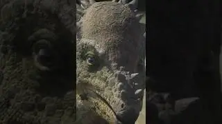 Meet the Pachycephalosaurus. Skills include conflict resolution using a head-on approach.