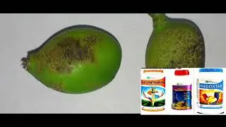 #Mango hopper #maamidi hopper #ధర్మవరం #Fruit drop #powdery mildeu #Nutrient management #wuxal