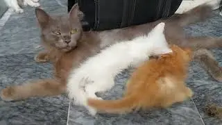 Who Deserves the Milk? Kitten Rivalry Gets Intense!