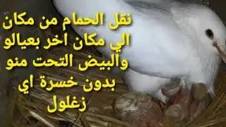 طريقة نقل الحمام بالزغليل من مكان لمكان اخر بدون الاهالي متصيب عياله||تعالو شوفو عملت اي 🕊️🕊️🐣