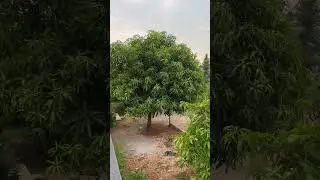 Farmhouse #farming #mango #nature #mangotrees #farmhouse #telangana #ghatkesar
