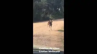 Cervo da esp&eacute;cie Axis filmado em Crissiumal