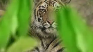 How I Escaped a Tiger in the Wild! (August 2025)