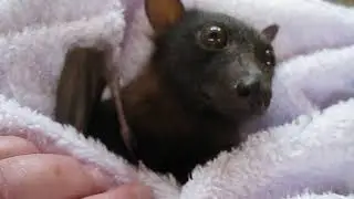 Miss Claire the black Little Red flying-fox