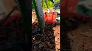 Fig tree #gardening