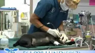 Exotic Pet Care! Boca Vet, Animal Hospital, Boca Raton, FL, 33487
