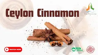 Ceylon Cinnamon: The Purest Spice from Sri Lanka