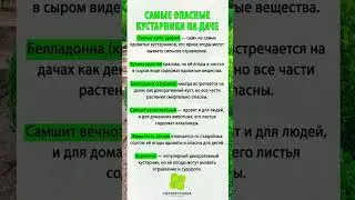 Самые опасные кустарники на даче
