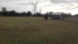 Speedy trot