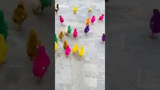 how to grow colour chicks at home 🐓🐥 #howto #howtogrow #asmr