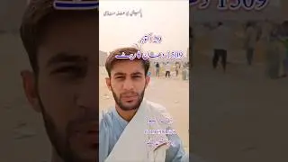galla mandi updates #ricefield #rice #youtubeshorts #munjirate