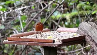 Wildlife snippets from the West country