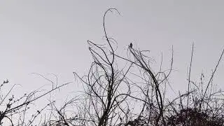 bird song Snuff Mill Lane 22 3 21