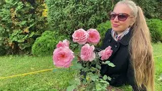 Ботанический сад ННГУ им. Н.И. Лобачевского. Дендрарий в октябре