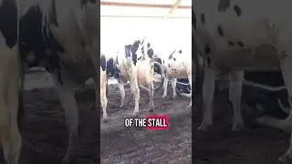 How Free Stalls Keep Cows Clean and Comfortable