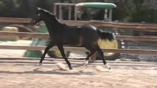 Don Primero/Royal Prince colt dressage colt for sale