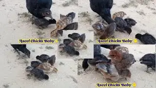 Chicken baby Many Coloured Chicken baby| Aseel Chicks baby 🐥 Funny chicken baby