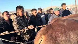 гигант букалар урганч гайбу 2ксм