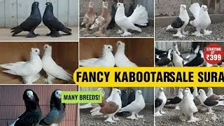 GUJARAT KE FANCY KABUTAR JACOBIN LONG FACE KING MUKHI MAGPIE POUTER 🔥 FOR SALE 🔥 M.9265125007