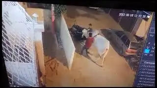 Sibbi Bull jumped from the wall and trying to run @sibbibull @qurbani2023