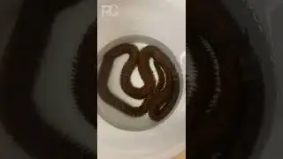Мы нашли ОГРОМНОГО червя Боббита!