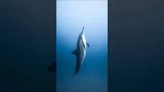 CUTE but DANGEROUS animals 🥰🤯 PART 1 #animals #cute #dangerous #dolphins