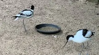 Pied avocet