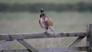 Pheasant call