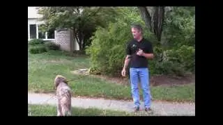 Alpha Dog Obedience Training - Basic Steps to Train Your Dog