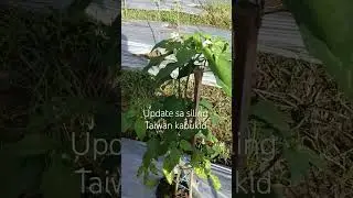 #kabukid #farming101 #kafarming #kafarmer