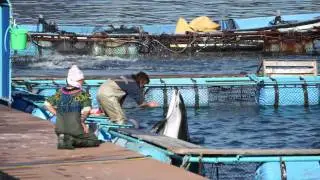 Taiji, Japan Dolphin base
