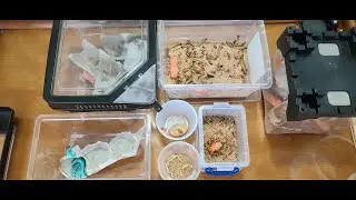 WHAT ARE THE BEST FEEDERS FOR TARANTULAS? | CANADA EDITION