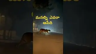 దివాన్ చెరువు దగ్గర #రాజమండ్రి #పులి సంచారం