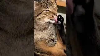 1 AM at Night Licking Cat #catvideos #catlick