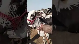 Bahawalpur Tuesday people market animals 🐐🐄🐂 business 💸 💶 work #foryou #foryou #foryou #viralvideo