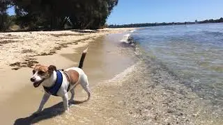 Point Walter Dog Park Attadale, Perth Western Australia