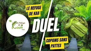 LE REFUGE DE KAA VS COPAINS SANS PATTES !!! QUART DE FINALE DE LA COUPE DE FRANCE DE TERRARIOPHILIE