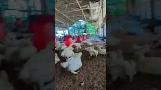 Poultry farming &bull; Short video &bull; Status video | #shorts video #viral #boiler