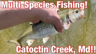 Multi-Species Fishing Catoctin Creek, Maryland!! (The Hunt For New Species Begins!)