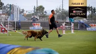 Purina Pro Club: Nutrition for Agility Success with Roger & Firefly