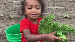 Farm to Table With Ha'u Family | Harvesting Mustard Greens | Vlog