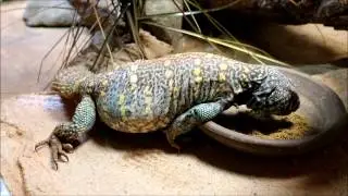 Ornate Uromastyx eating ground Mazuri Tortoise Diet