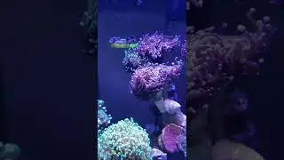 38 Gallon Bowfront Reef: LPS Dominant (Torch Coral Town + Bubble Coral Bayou) 061723