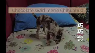 Merle Chihuahua - Chocolate Swirl