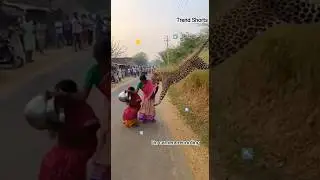 On Camera 🐆 Leopard Attacks Woman on Village Road! 😱 High-Tension Survival Moment #shorts