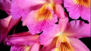 How I mount Broughtonia Negrilensis orchid from Bredren&rsquo;s Orchid#orchids #orchidcare