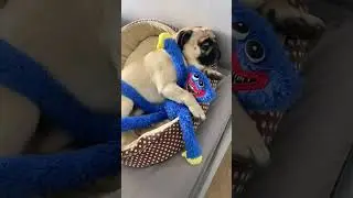 Мопс спит с Хаги Ваги #sebekpug #shorts  #pugs #мопс